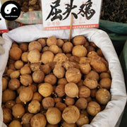 Qu Tou Ji 屈头鸡, Capperis Versicolor Griff-Health Wisdom™