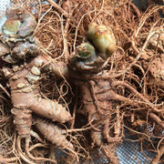 Radix Notoginseng, Pseudoginseng Root, Tian Qi, San Qi 田七根-Health Wisdom™