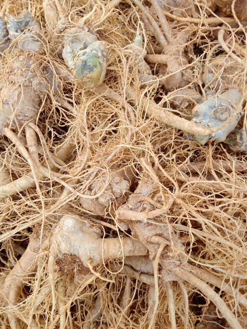 Radix Notoginseng, Pseudoginseng Root, Tian Qi, San Qi 田七根-Health Wisdom™