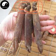 Red Ginseng Roots Head, Radix Korean Ginseng, 6 Years Hong Shen Lu Tou 红参芦头-Health Wisdom™