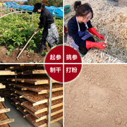 Red Ginseng Roots Powder, Radix Korean Ginseng, Gao Li Shen 高丽参 Pure Hong Shen Fen 红参粉-Health Wisdom™