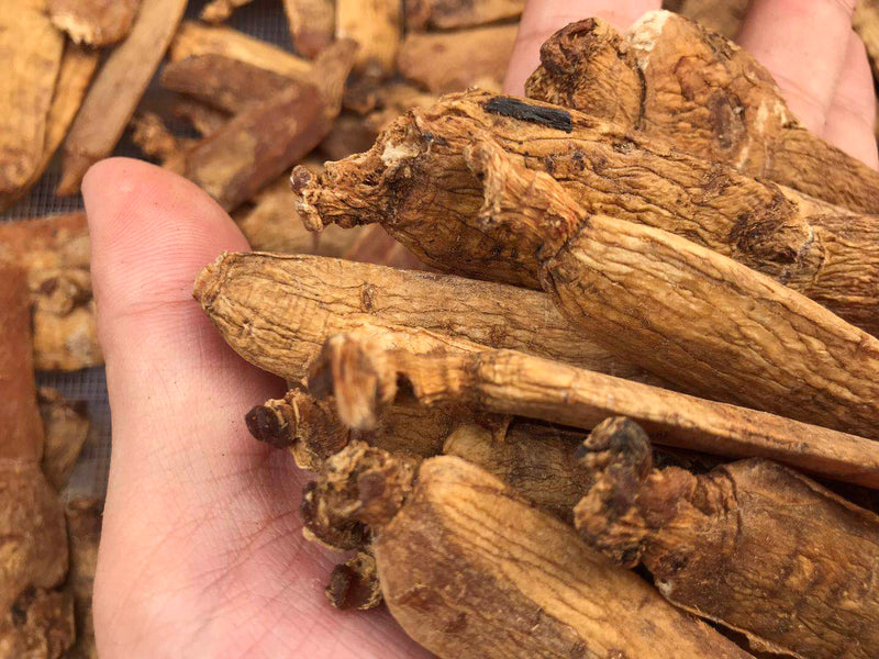 Red Ginseng Roots Slices, 8 Years Korean Ginseng Root, Gao Li Shen 高丽参 Hong Shen Pian 红参片-Health Wisdom™