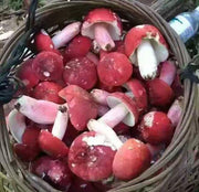 Red Mushroom, Chinese Russula Vinosa, Hong Gu 红菇 For Woman Health Care-Health Wisdom™