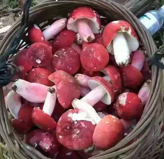 Red Mushroom, Chinese Russula Vinosa, Hong Gu 红菇 For Woman Health Care-Health Wisdom™