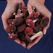 Red Mushroom, Chinese Russula Vinosa, Hong Gu 红菇 For Woman Health Care-Health Wisdom™