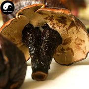 Reishi Mushroom, Dried Ganoderma Lucidum Tea, Purple Lingzhi, Zi Ling Zhi 紫灵芝-Health Wisdom™