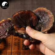 Reishi Mushroom, Ganoderma Lucidum Tea, Wild Dried Ling Zhi, Chi Zhi 赤芝-Health Wisdom™