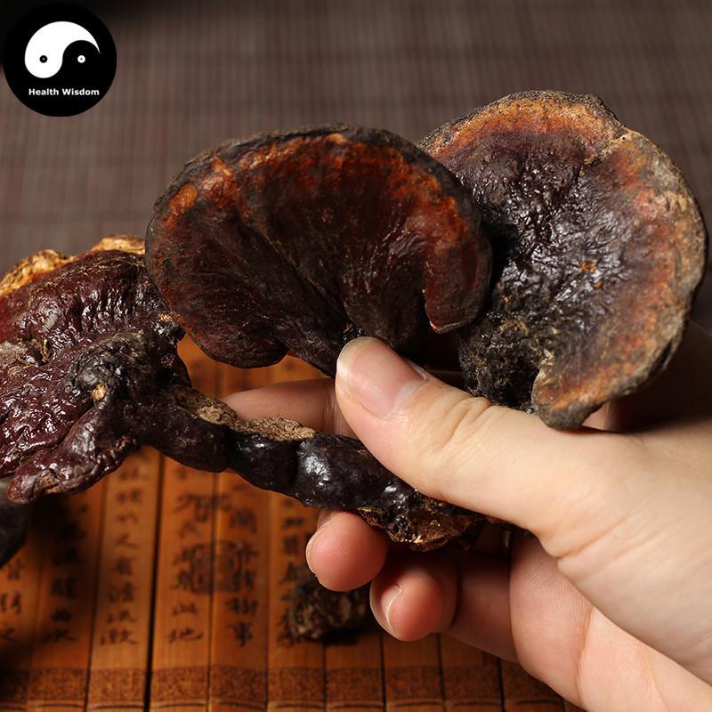 Reishi Mushroom, Ganoderma Lucidum Tea, Wild Dried Ling Zhi, Chi Zhi 赤芝-Health Wisdom™
