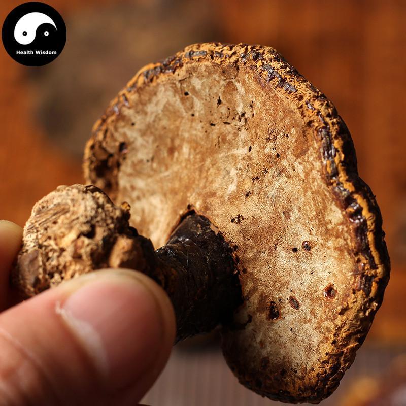 Reishi Mushroom, Ganoderma Lucidum Tea, Wild Dried Ling Zhi, Chi Zhi 赤芝-Health Wisdom™
