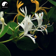 Ren Dong Teng 忍冬藤, Honeysuckle Stem, Jin Yin Hua Teng, Caulis Lonicerae-Health Wisdom™