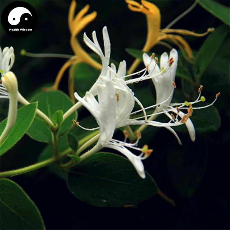 Ren Dong Teng 忍冬藤, Honeysuckle Stem, Jin Yin Hua Teng, Caulis Lonicerae-Health Wisdom™