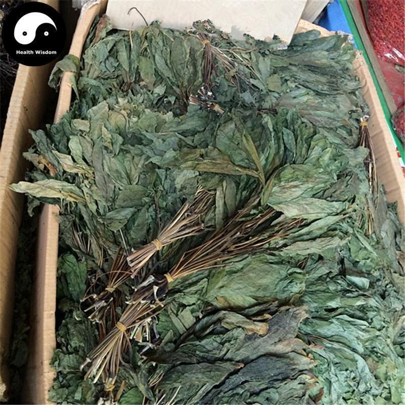 Ren Shen Ye 人參葉, Ginseng Leaf Tea, Ginseng Leaves Tea-Health Wisdom™