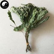 Ren Shen Ye 人參葉, Ginseng Leaf Tea, Ginseng Leaves Tea-Health Wisdom™