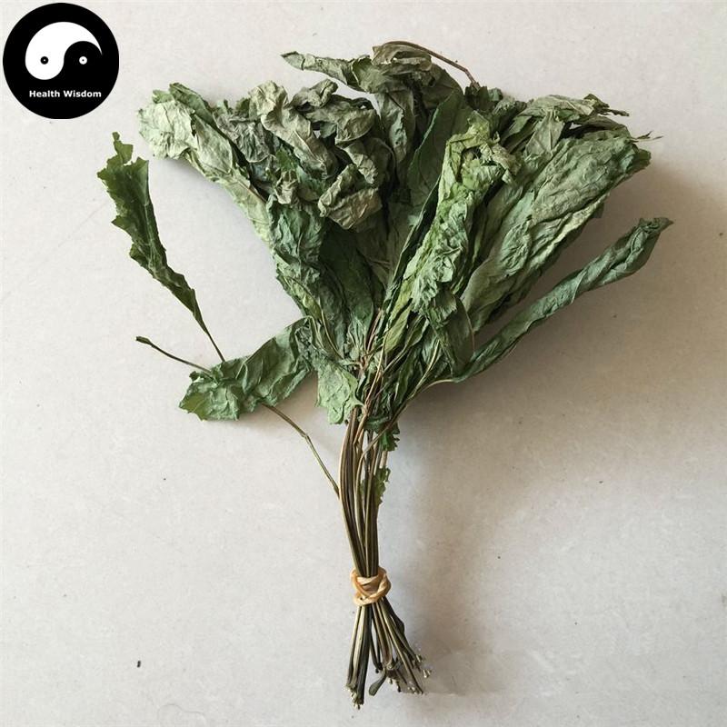 Ren Shen Ye 人參葉, Ginseng Leaf Tea, Ginseng Leaves Tea-Health Wisdom™
