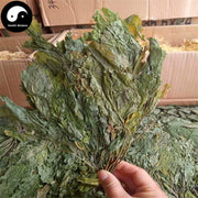 Ren Shen Ye 人參葉, Ginseng Leaf Tea, Ginseng Leaves Tea-Health Wisdom™