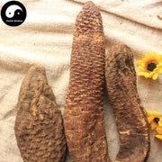 Rou Cong Rong 肉蓯蓉, Herba Tea Cistanche, Prepared Desertliving Cistanche, Da Yun-Health Wisdom™