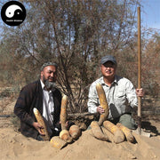 Rou Cong Rong 肉蓯蓉, Herba Tea Cistanche, Prepared Desertliving Cistanche, Da Yun-Health Wisdom™