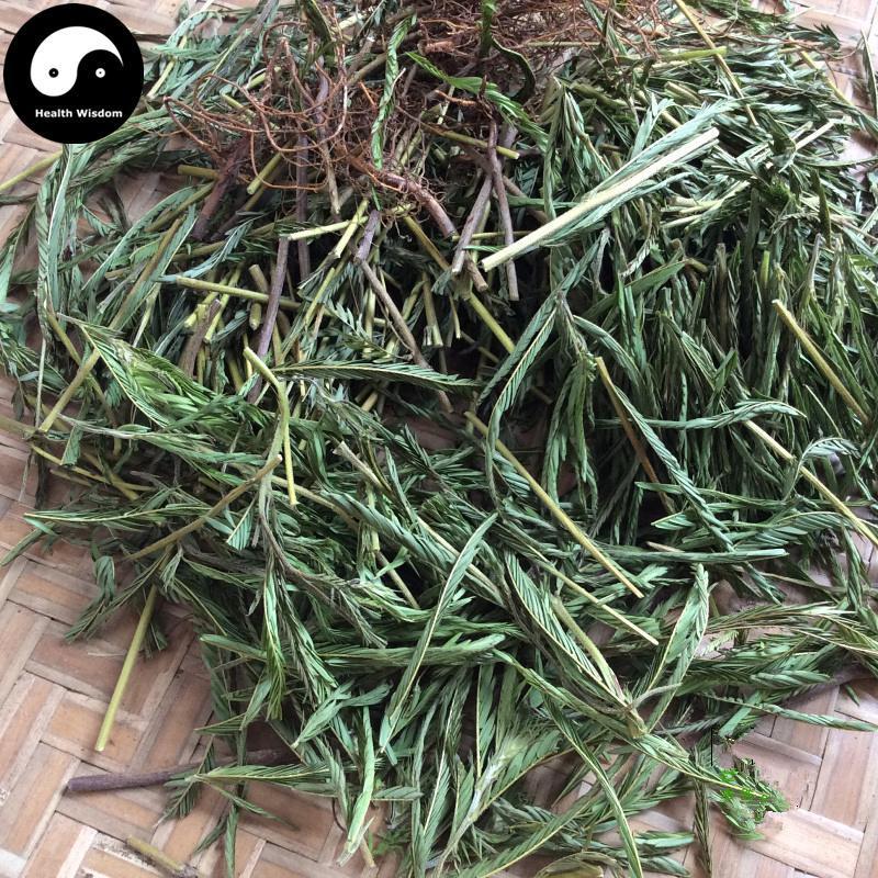 Ruan Gan Cao 软肝草, Herba Cassia, Tie Jia Cao, Yi Gan Cao-Health Wisdom™
