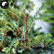 Ruan Gan Cao 软肝草, Herba Cassia, Tie Jia Cao, Yi Gan Cao-Health Wisdom™