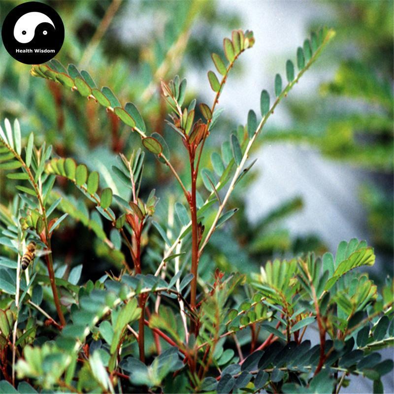 Ruan Gan Cao 软肝草, Herba Cassia, Tie Jia Cao, Yi Gan Cao-Health Wisdom™