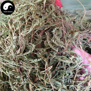 Ruan Gan Cao 软肝草, Herba Cassia, Tie Jia Cao, Yi Gan Cao-Health Wisdom™