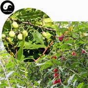 Rui Ren Rou 蕤仁肉, White Nux Prinsepiae, Hedge Prinsepia Nut-Health Wisdom™