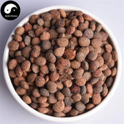 Rui Ren 蕤仁, Nux Prinsepiae, Hedge Prinsepia Nut-Health Wisdom™