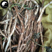 San Bai Cao Gen 三白草根, Saururi Rhizoma, Saururus Chinensis Root-Health Wisdom™