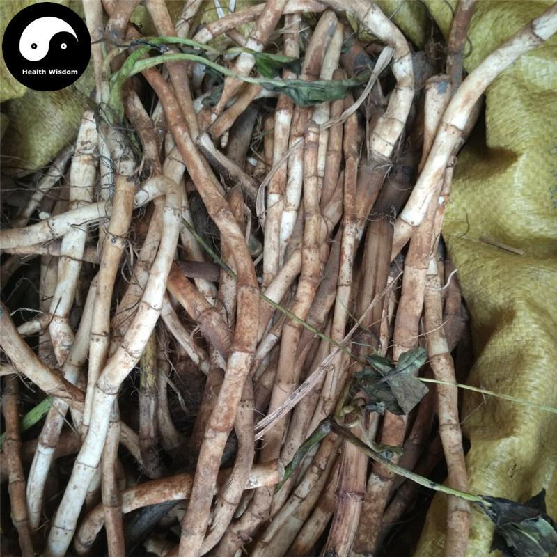 San Bai Cao Gen 三白草根, Saururi Rhizoma, Saururus Chinensis Root-Health Wisdom™