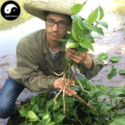 San Bai Cao Gen 三白草根, Saururi Rhizoma, Saururus Chinensis Root-Health Wisdom™