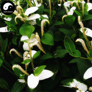 San Bai Cao 三白草, Herba Saururus Chinensis, Tang Bian Ou-Health Wisdom™