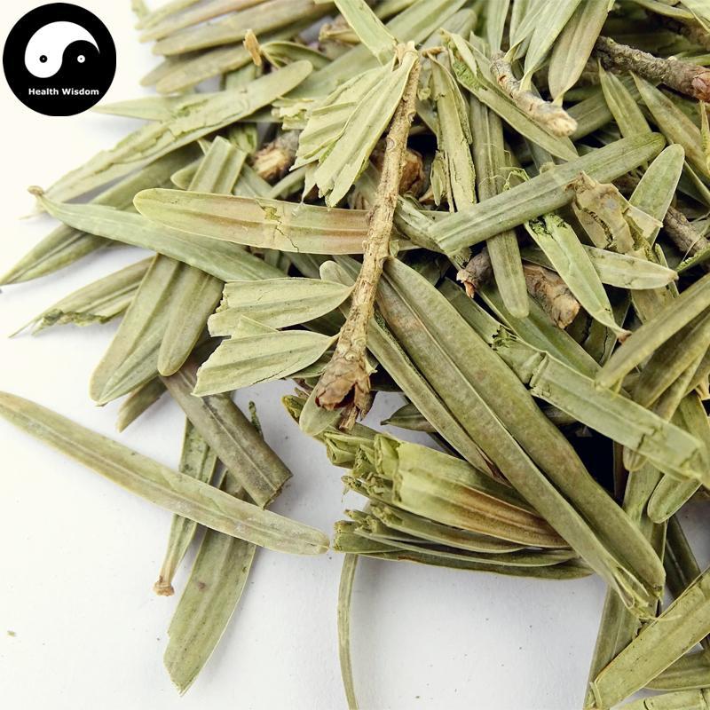 San Jian Shan 三尖杉, Cephalotaxus Fortunei Leaf-Health Wisdom™