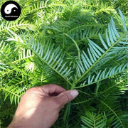 San Jian Shan 三尖杉, Cephalotaxus Fortunei Leaf-Health Wisdom™