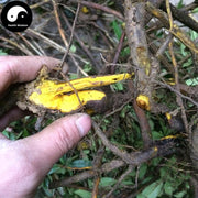 San Ke Zhen 三顆針, Radix Berberidis, Barberry Root, Berberis Pliretii Schneid-Health Wisdom™