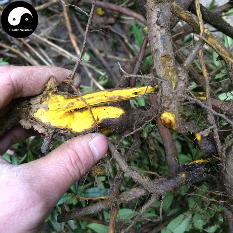 San Ke Zhen 三顆針, Radix Berberidis, Barberry Root, Berberis Pliretii Schneid-Health Wisdom™