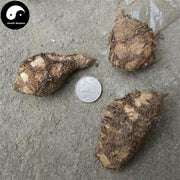 San Leng 三棱, Rhizoma Sparganii, Common Burreed Rhizome, Jing San Leng-Health Wisdom™