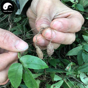 San Ye Qing 三叶青, Radix Tetrastigma Hemsleyanum, Jin Xian Diao Hu Lu-Health Wisdom™