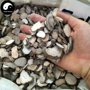 San Ye Qing 三叶青, Radix Tetrastigma Hemsleyanum, Jin Xian Diao Hu Lu-Health Wisdom™