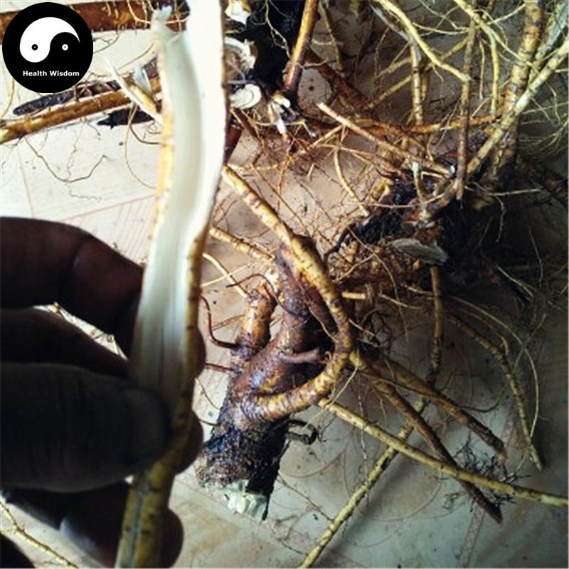 Sang Bai Pi 桑白皮, Cortex Mori, White Mulberry Root Bark, Sang Pi-Health Wisdom™