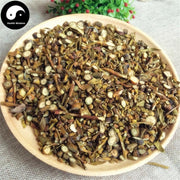 Sang Ji Sheng 桑寄生, Herba Taxilli, Chinese Taxillus Twig, Taxillus Sutchuenensis-Health Wisdom™