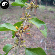Sang Ji Sheng 桑寄生, Herba Taxilli, Chinese Taxillus Twig, Taxillus Sutchuenensis-Health Wisdom™
