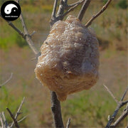 Sang Piao Shao 桑螵蛸, Ootheca Mantidis, Praying Mantis Egg-Case-Health Wisdom™