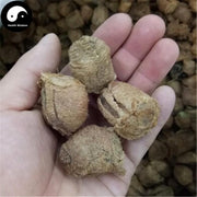 Sang Piao Shao 桑螵蛸, Ootheca Mantidis, Praying Mantis Egg-Case-Health Wisdom™