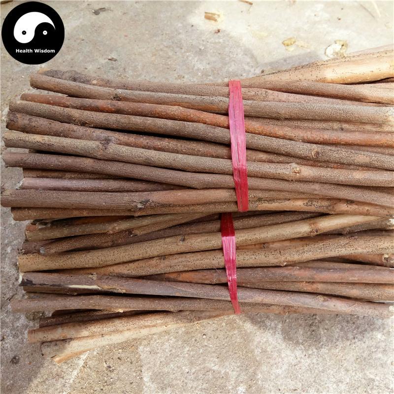 Sang Zhi 桑枝, Ramulus Mori, Mulberry Twig-Health Wisdom™