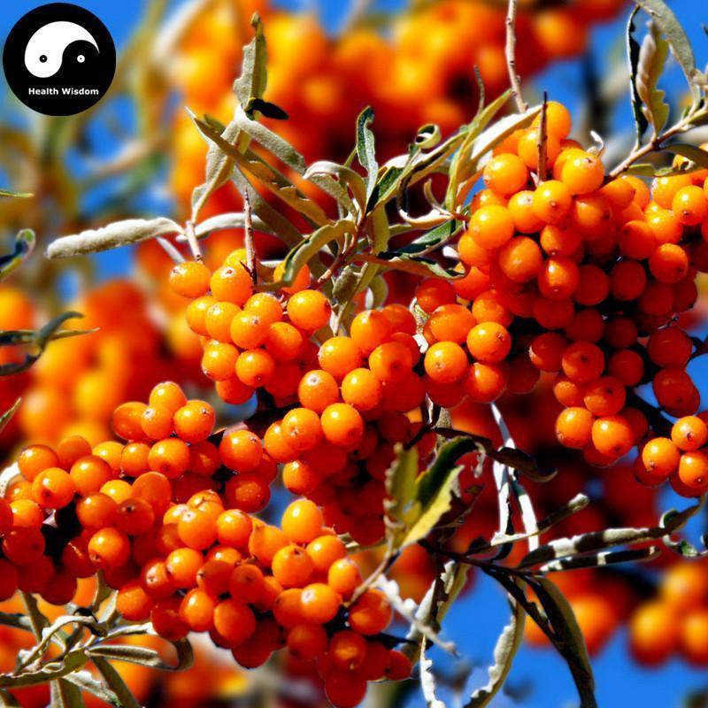 Sha Ji 沙棘, Seabuckthorn, Buckthorn Fruit, Hippophae Rhamnoides-Health Wisdom™