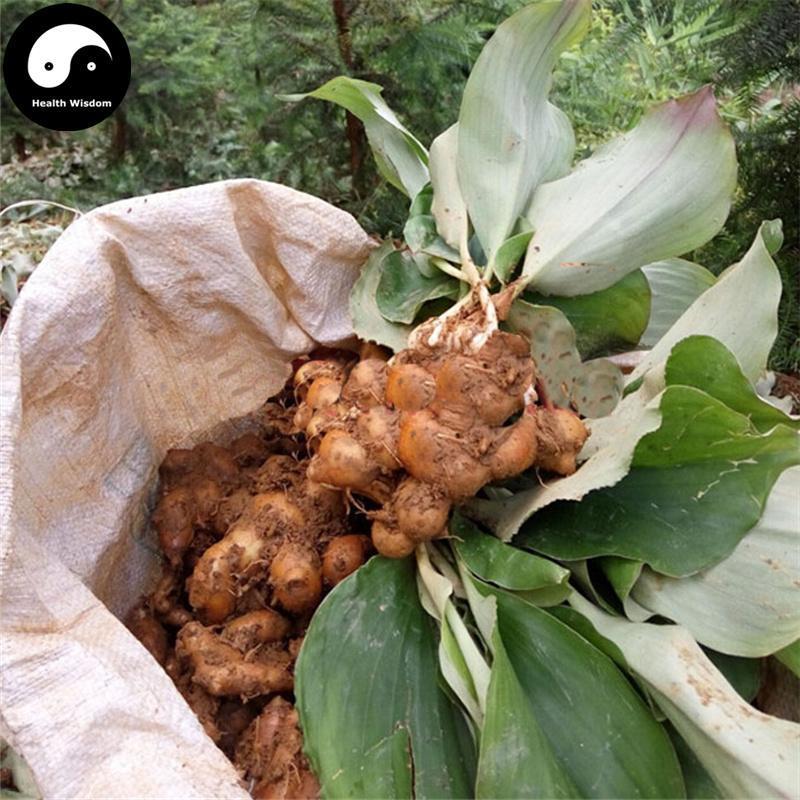Sha Jiang 沙姜, Rhizoma Kaempferiae, Kaempferiae Rhizome, Shan Nai-Health Wisdom™
