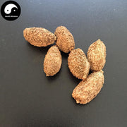 Sha Ren 砂仁, Fructus Amomi, Villous Amomum Fruit, Cocklebur-like Amomum Fruit-Health Wisdom™