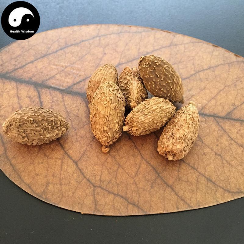 Sha Ren 砂仁, Fructus Amomi, Villous Amomum Fruit, Cocklebur-like Amomum Fruit-Health Wisdom™