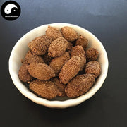 Sha Ren 砂仁, Fructus Amomi, Villous Amomum Fruit, Cocklebur-like Amomum Fruit-Health Wisdom™