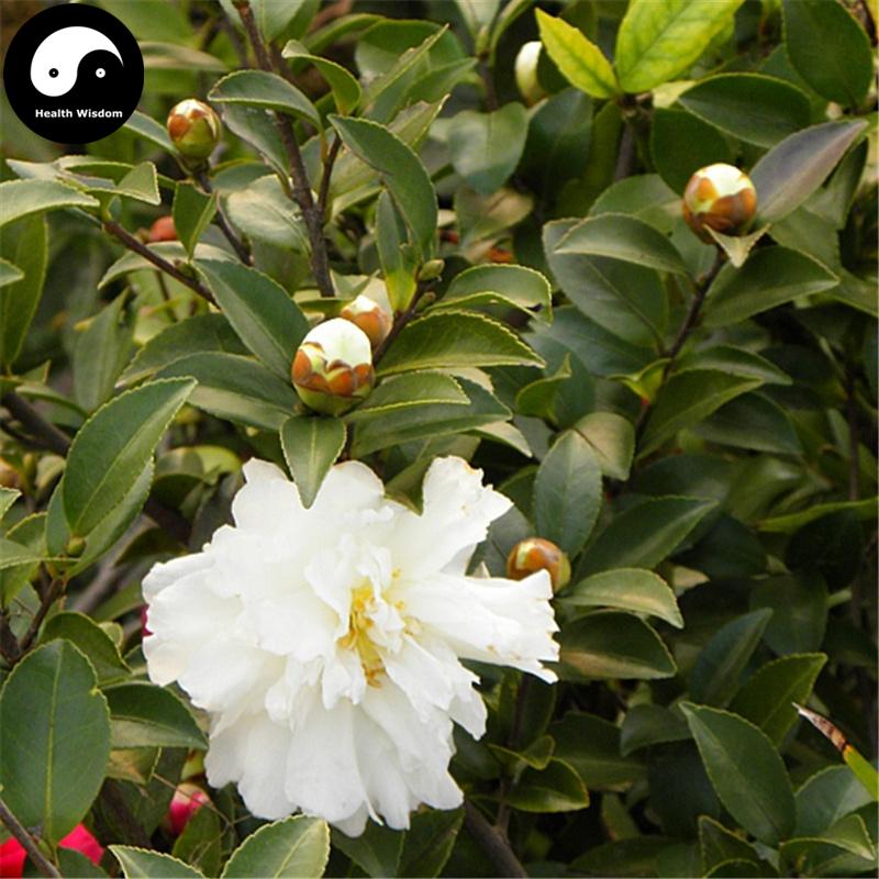 Shan Cha Hua 山茶花, Camellia Japonica Flower, Flos Camellia-Health Wisdom™